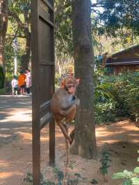 Nanwan Monkey Island🌴🙊🥥