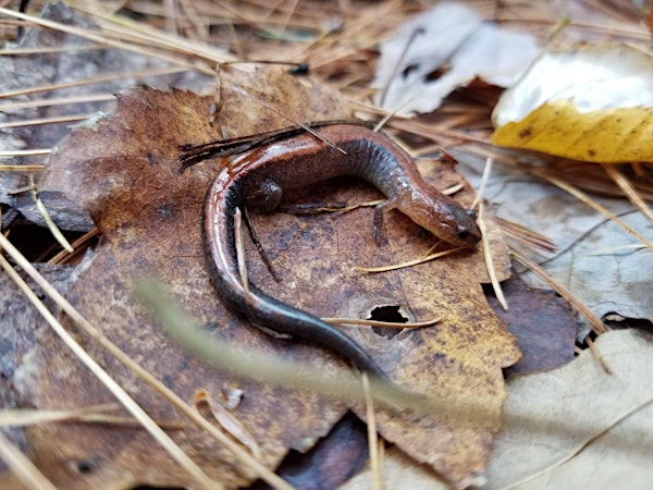 Sleuthing for Salamanders at Siuslaw Model Forest | Siuslaw Model Forest - Cornell Cooperative Extension