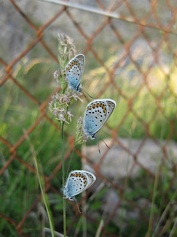 Monitro glöynnod byw a chymryd rhan|Butterfly monitoring - getting involved | Great Orme Country Park|Parc Gwledig y Gogarth