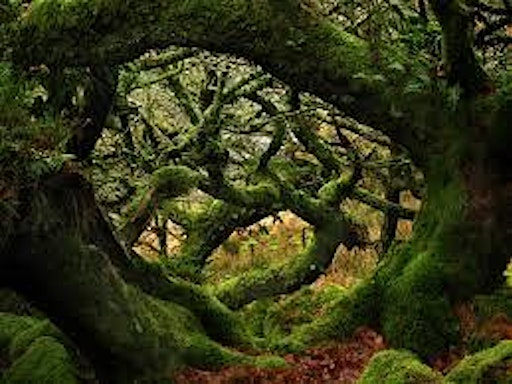 Magical Mystery Walk | Jed Thistle RFC
