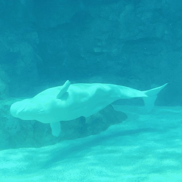 名古屋港水族館