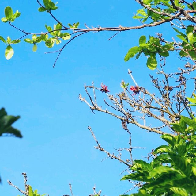 Enjoy the Ocean with Mangroves  in Ragay! 