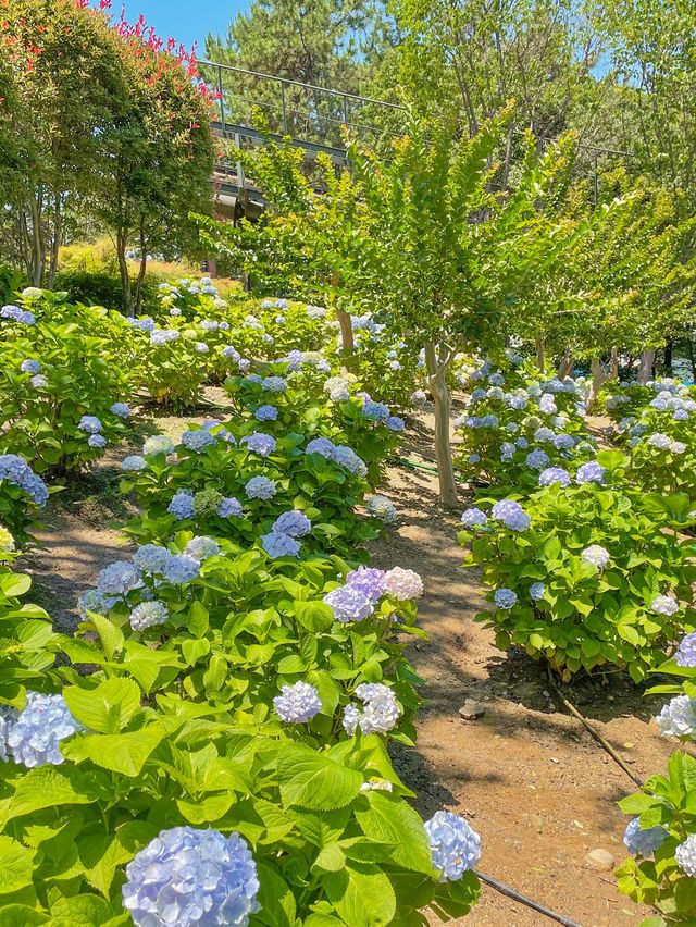 인생사진은 여기! 울산 장생포 고래문화마을 수국정원💜