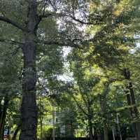 秋空オススメお散歩コース🚶北海道大学