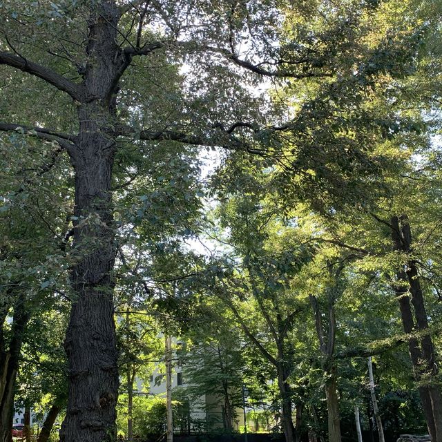 秋空オススメお散歩コース🚶北海道大学