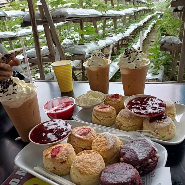 WAJIB DATANG OPAH STRAWBERRY AND JAMS CH Cameron Highlands