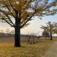 🍁은행나무 보러 여주가자~!🌞🧚🏻‍♂️🍁🍁