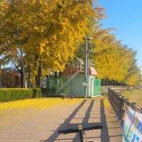 Gingko Tree