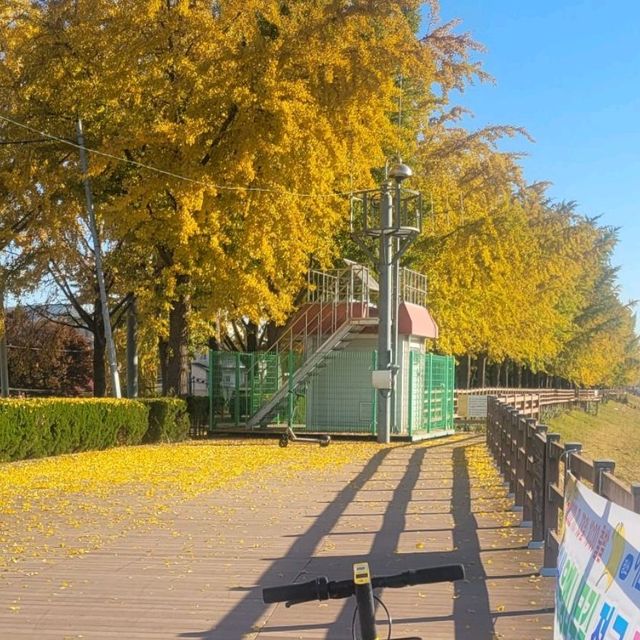 Gingko Tree