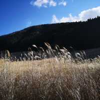 Sengokubara Susuki Sougen (Grass Field)