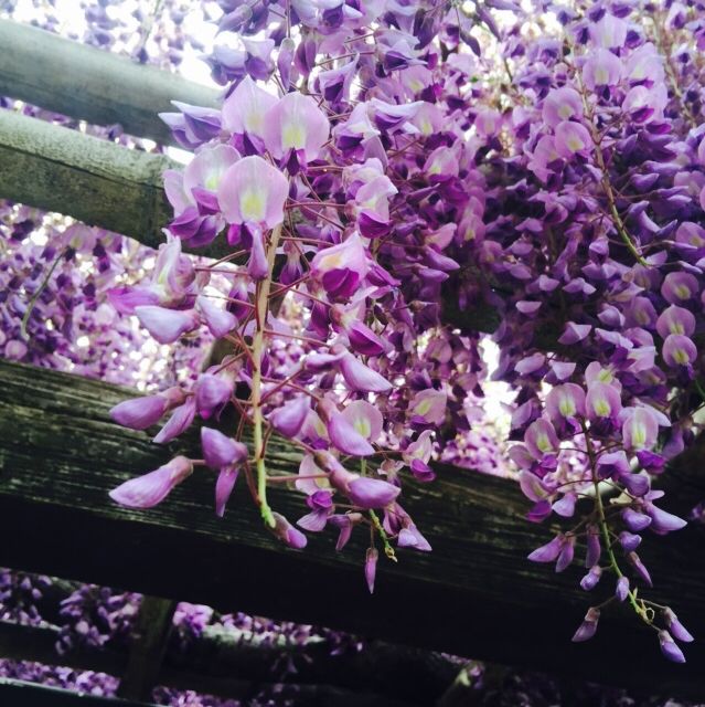 Exploring to the Japan countyside