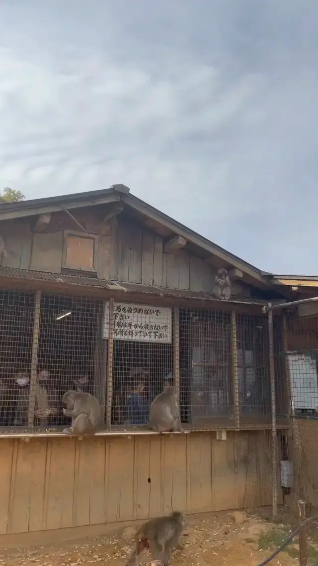 京都嵐山のモンキーパーク