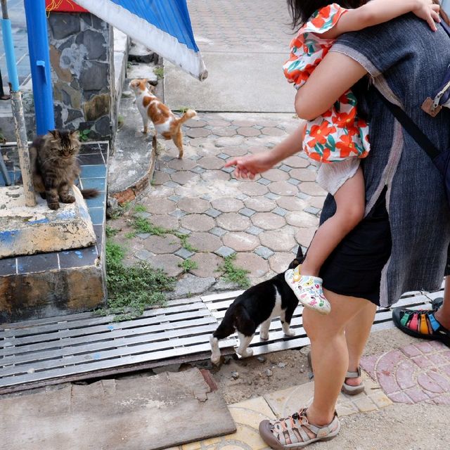 🐱ทาสแมวต้องใจละลาย เมื่อได้ไปเกาะพีพี🌴 🐱ทาสแมวต้องใจละลาย เมื่อได้ไปเกาะพีพี🌴