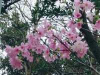 將軍澳睇黃花風鈴木