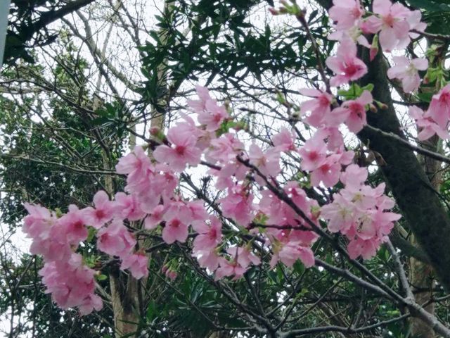 將軍澳睇黃花風鈴木