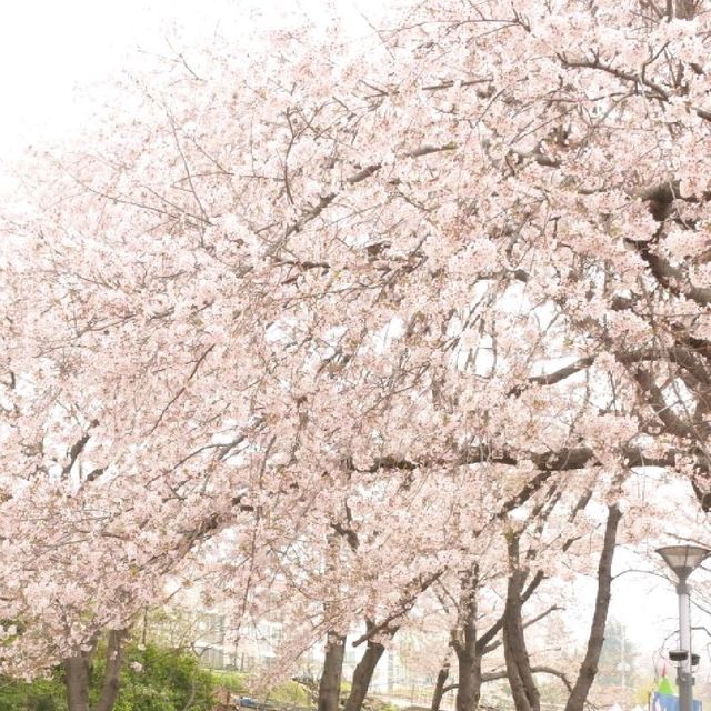 진해군항제 다음 달에 볼 수 있는 모습