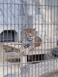 【名古屋】なごやから電車で約20分！東山動物園