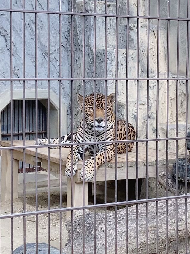 【名古屋】なごやから電車で約20分！東山動物園