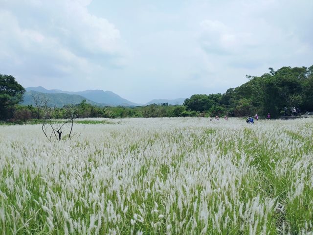 白茅草田