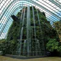 Cloud Forest