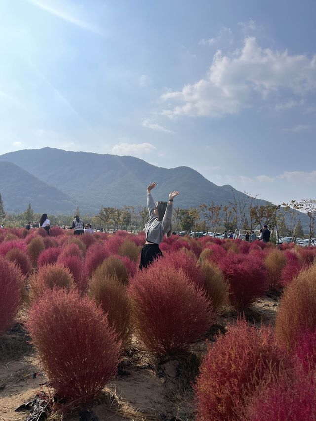 [경남/양산]국화축제에 댑싸리까지 볼 수 있는 가을의 핫플❣️