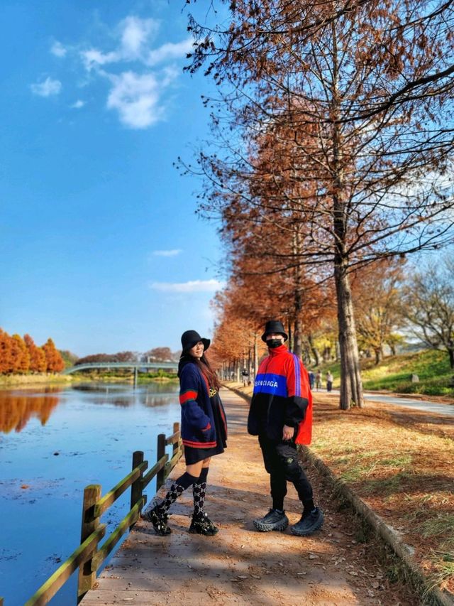 반영이 아름다운 담양 관방제림🤎11월말까지 예쁠거예요🍂