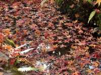日本京都天龍寺｜楓葉超級茂密，還有美麗湖景枯山水