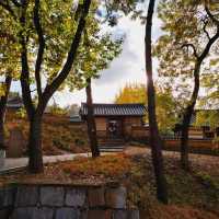 Golden foliage at Geumsidang, Miryang