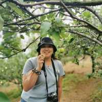 fresh apples in colorful village at Malang