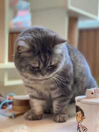 貓貓Cafe