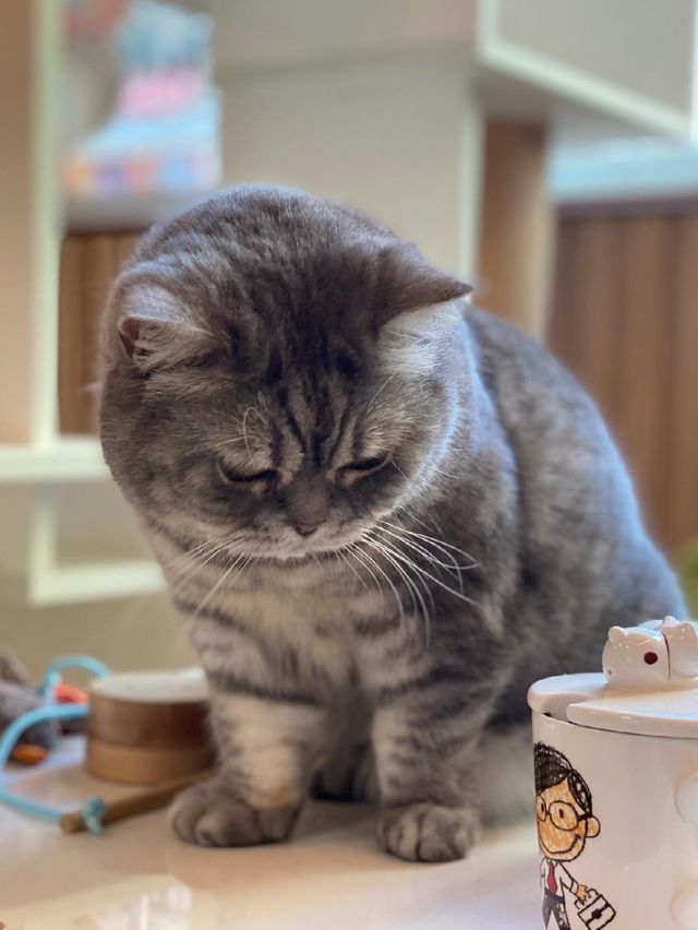 貓貓Cafe