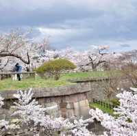 五陵郭公園五星芒櫻花道