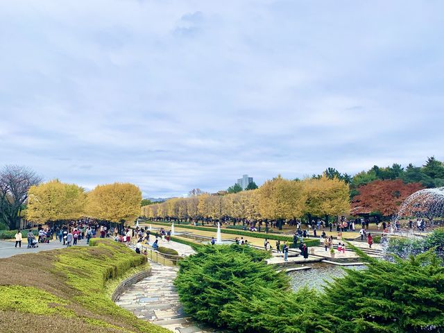 【東京】昭和記念公園でイチョウ紅葉狩り🍁