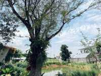 คาเฟ่ในสวน Pin Farm&Cafe @ขอนแก่น
