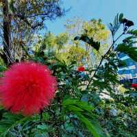 賞花好去處 ～ 維多利亞公園 