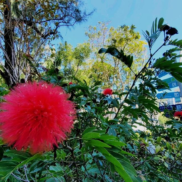 賞花好去處 ～ 維多利亞公園 