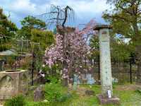 京都　KYOTO SAKURAめぐり❗️静寂の清涼寺の桜に感動❗️