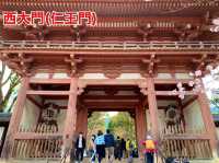 京都　SAKURA 桜めぐり❗️醍醐寺　伽藍の桜に感動❗️