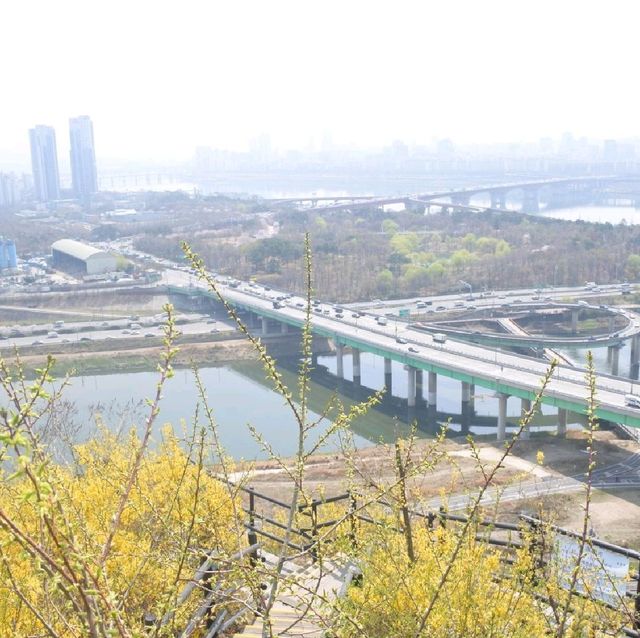 개나리 피어나는 응봉산의 봄🌼