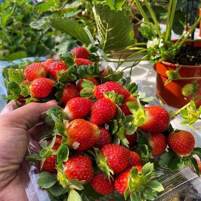 Jerai Hill Strawberry Farm, Kedah