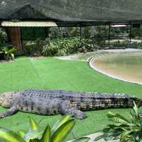 weekend with the crocodile