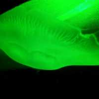 The Jelly Fish and Deep Ocean Marine Life