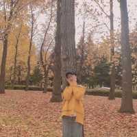 mùa lá vàng tới rồi🍁