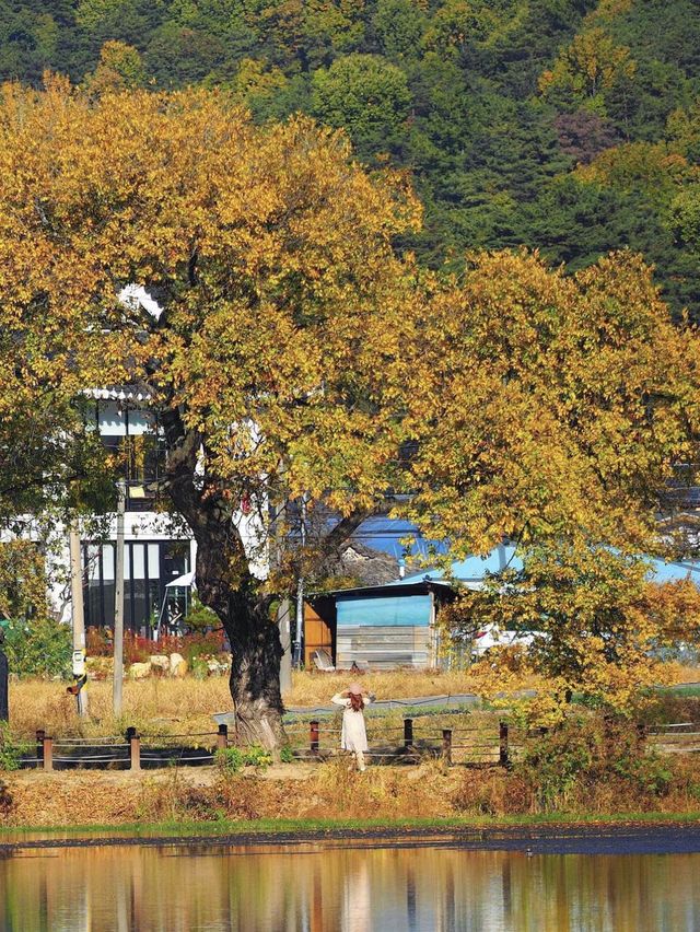 반영이 너무 예쁜 산책하기 좋은 밀양 위양지 🧡 가을버전