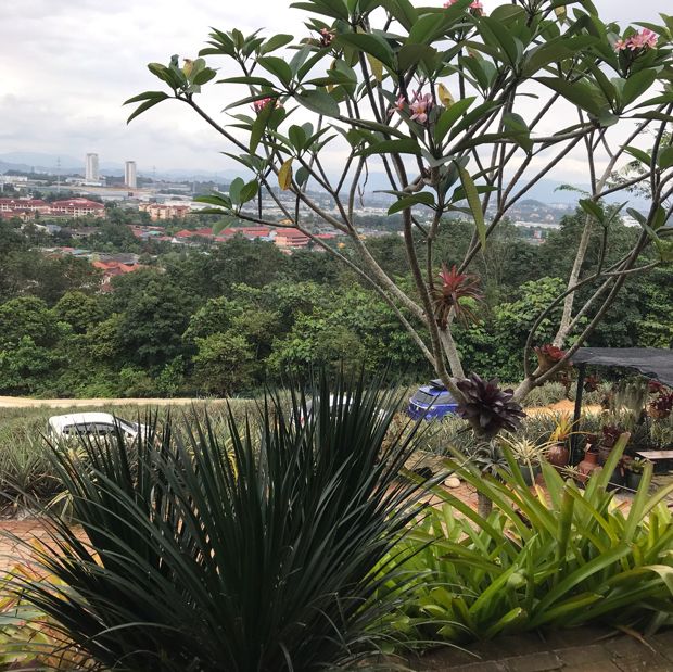 Saudagar Nanas Agrofarm, lokasi menarik!