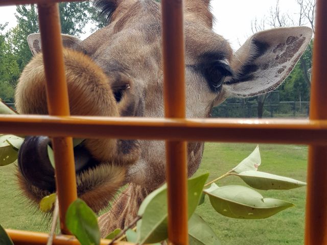 Amazing days with our furry friends 🦒 