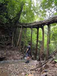 Monteverde -Ficus Root