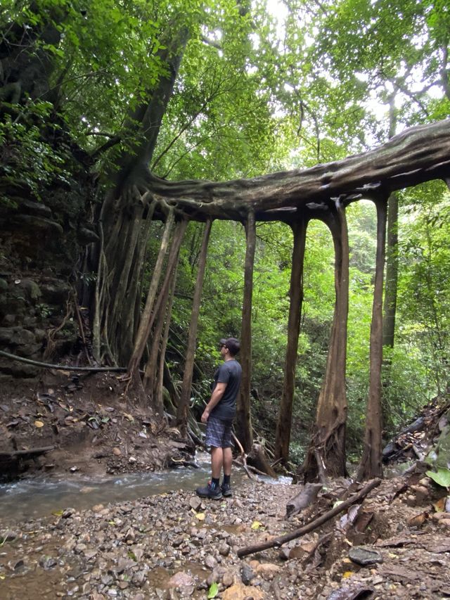 Monteverde -Ficus Root