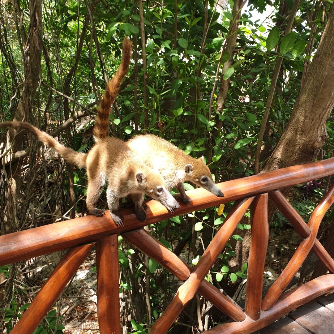 Animals at the resort Playa del Carmen Travelogues Animals at the resort Playa del Carmen Travelogues