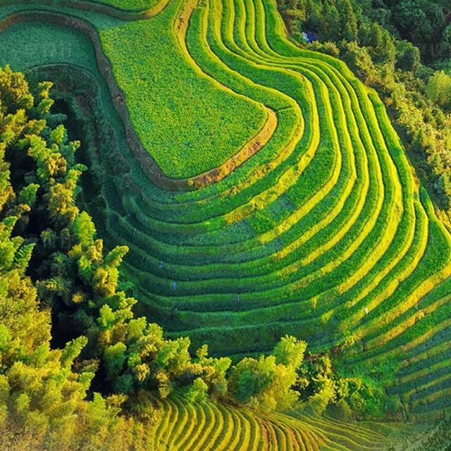 Longji Rice Terraces 